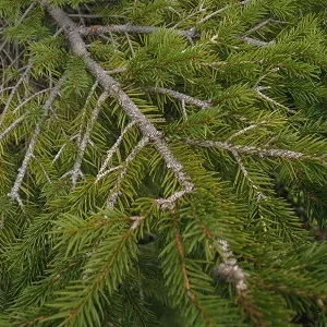 Хвойные опилки оптом в Первоуральске купить - оперативная доставка по всей России