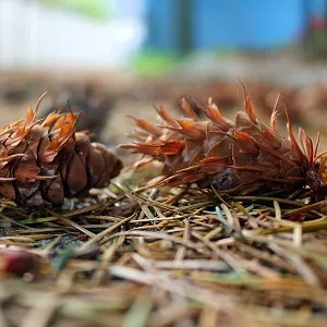 Хвойные опилки оптом в Первоуральске от завода-производителя Лигнум Ресурс