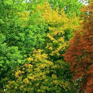 Лиственные опилки оптом в Первоуральске купить - оперативная доставка по всей России