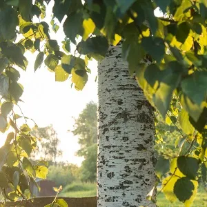 Опилки березовые оптом в Первоуральске купить - оперативная доставка по всей России