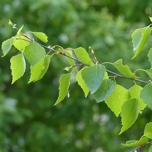 Опилки березовые оптом в Первоуральске от завода-производителя Лигнум Ресурс