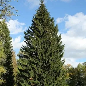 Еловые опилки оптом в Первоуральске купить - оперативная доставка по всей России