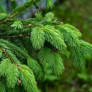 Еловые опилки оптом в Первоуральске от завода-производителя Лигнум Ресурс