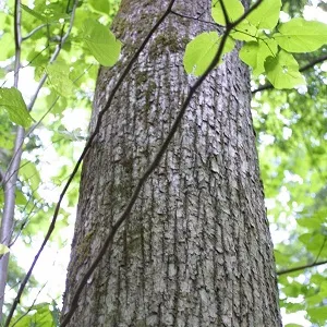 Опилки липовые оптом в Первоуральске купить - оперативная доставка по всей России
