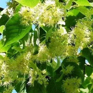 Опилки липовые оптом в Первоуральске от завода-производителя Лигнум Ресурс