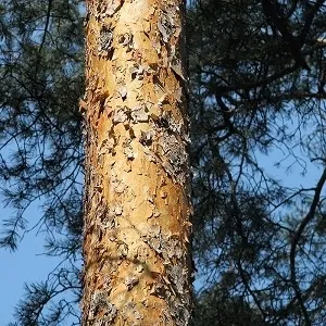 Сосновые опилки оптом в Первоуральске купить - оперативная доставка по всей России