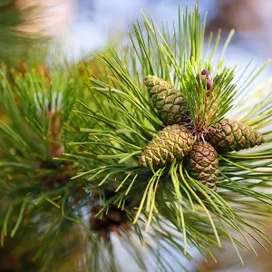 Сосновые опилки оптом в Первоуральске от завода-производителя Лигнум Ресурс