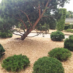 Хвойная щепа оптом в Первоуральске купить - оперативная доставка по всей России